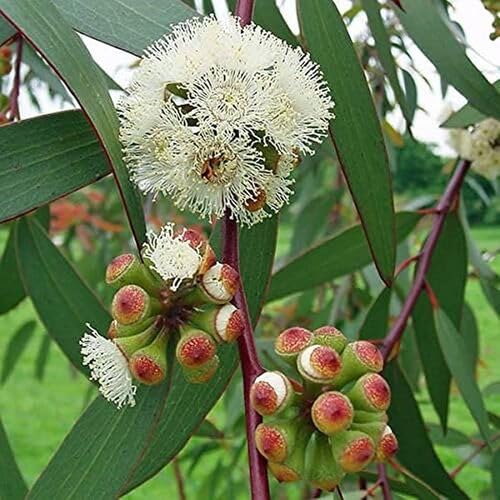 Eucalyptus Tree - Heirloom, Non - Gmo Seeds
