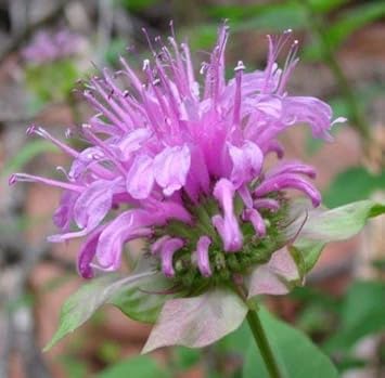 Monarda Fistulosa Purple Seeds – Organic, Heirloom, Non-GMO Flower Seeds for Planting seeds for planting in home garden