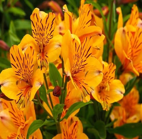 Orange Alstroemeria Flower