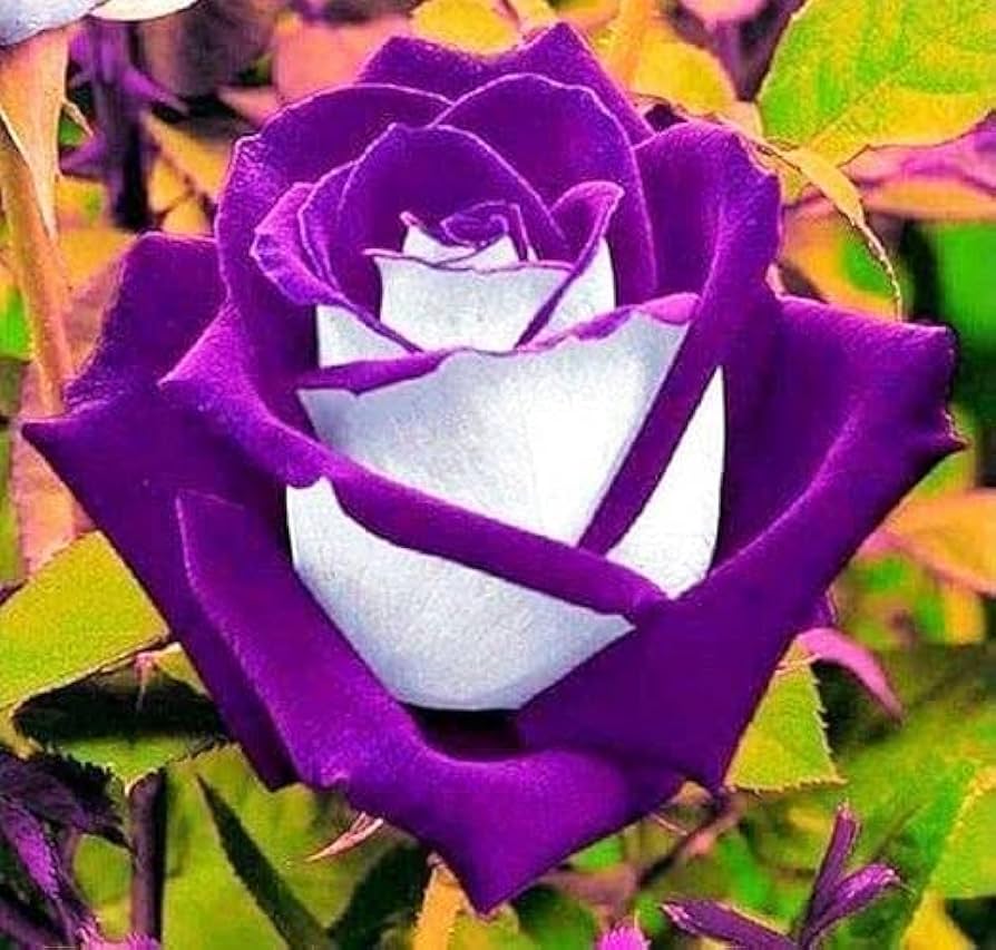 Rose Rosa Hybrida Mixed Bonsai Flower Seeds for Planting – Rare Variety for Indoor Pots and Decorative Displays | 200 Pcs
