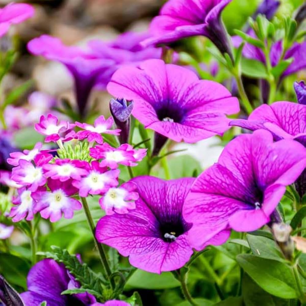 Petunia Shock Wave Rose Petunia hybrida annual flower seeds for vibrant bedding and indoor pots