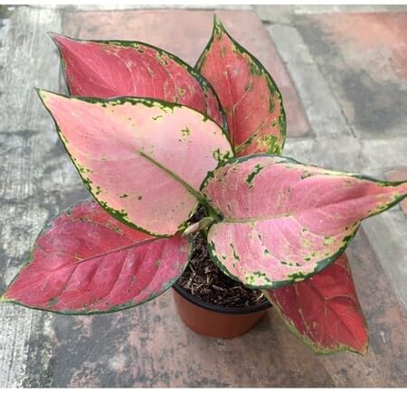 Pink Aglaonema - Heirloom, Non - Gmo Seeds