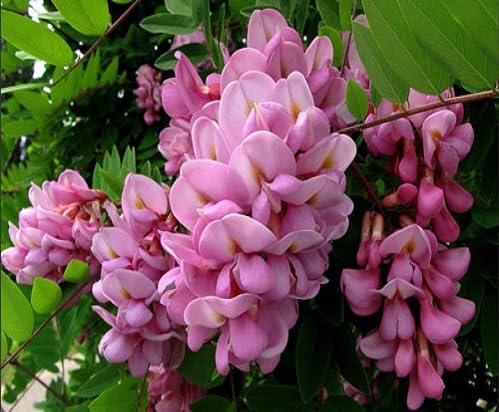 Pink Sophora Flower - Heirloom, Non - Gmo Seeds