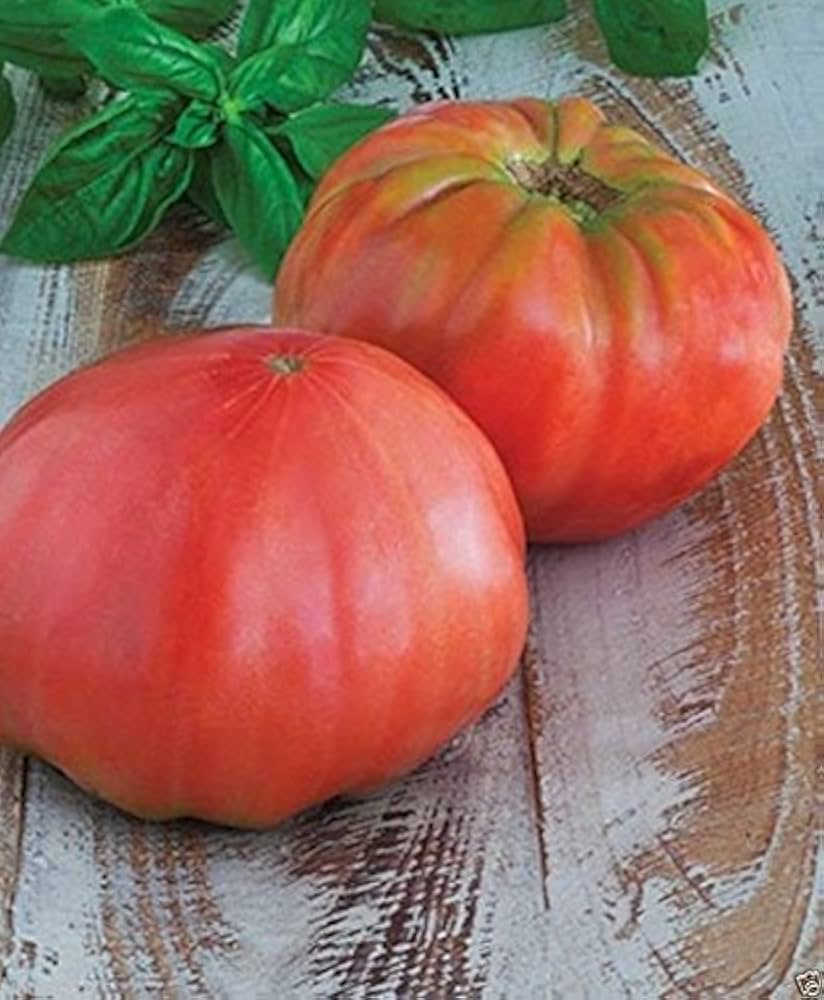 Brandywine Pink Bio-Fleischtomate Seeds