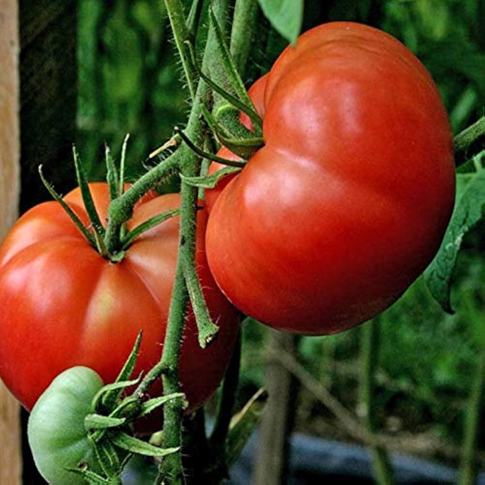 Giant Red Tomato Seeds – Seeds for Vegetable Garden Planting