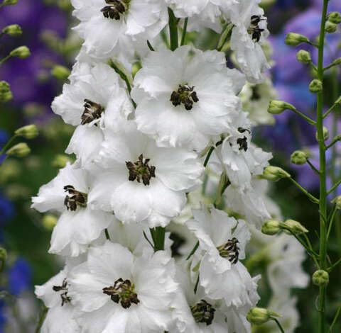 White Delphinium Flower - Heirloom, Non - Gmo Seeds