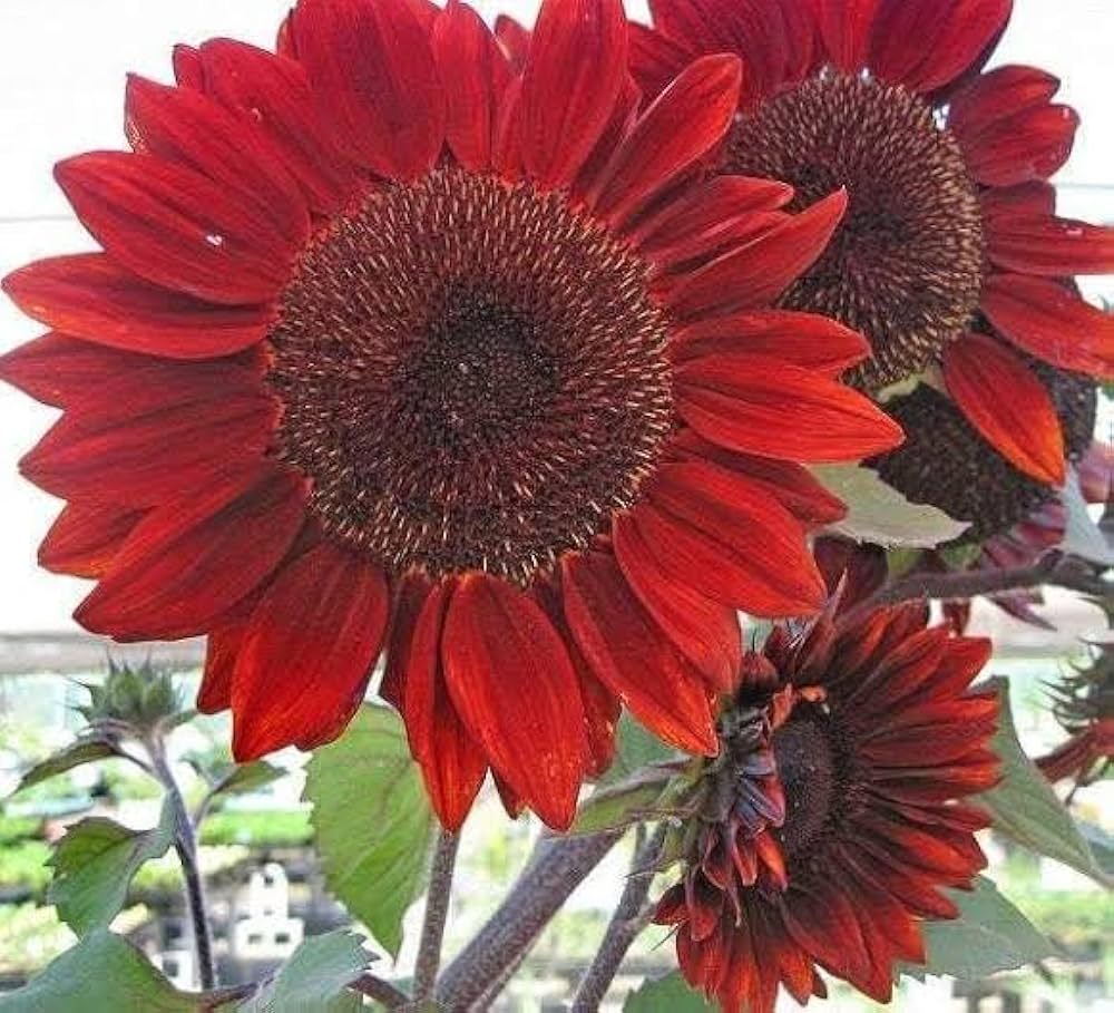Brown Sunflower Seeds, , Red Sun Fortune Bloom