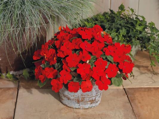 Red Impatiens Flower - Heirloom, Non - Gmo Seeds