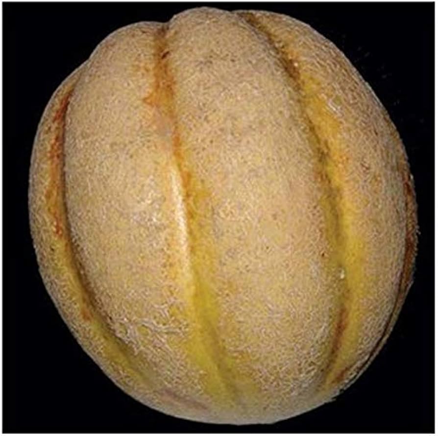 Delicious 51 Melon Cucumis melo Seeds for Planting - Ideal for Vegetable Patch & Urban Garden