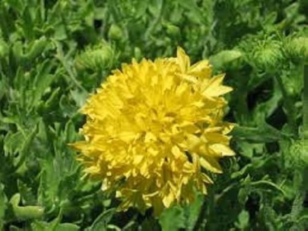 Blanket Flower - Yellow Plume