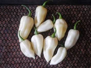 White Pepper Tree Schinus molle seeds for planting