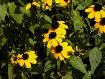 Yellow Rudbeckia Triloba Flower Seeds for Planting 100