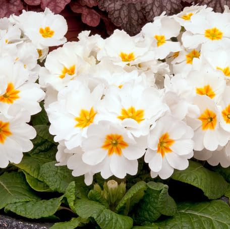 White Primrose Flower - Heirloom, Non - Gmo Seeds