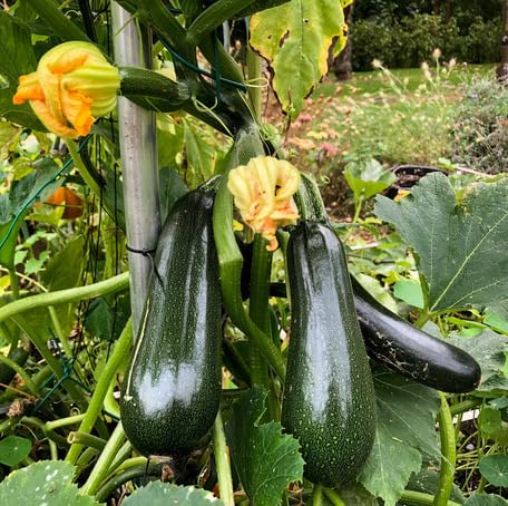 Green Climbing Zucchini - Heirloom, Non - Gmo Seeds