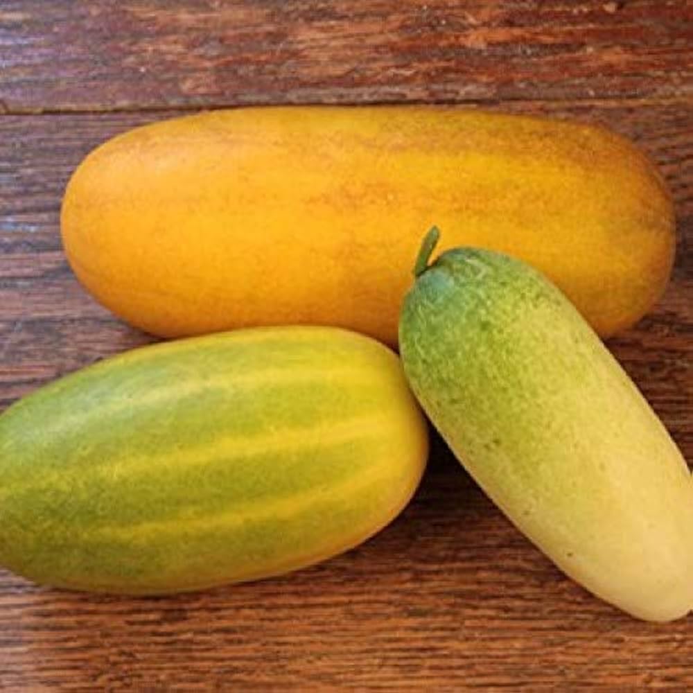 Quitoense Orange Cucumber Cucumis sativus for planting in vegetable garden