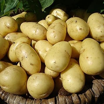 Potato Heirloom Non Gmo Image