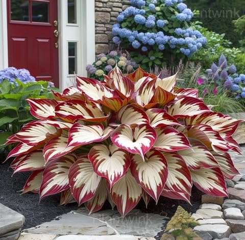 White Red Hosta - Heirloom, Non - Gmo Seeds