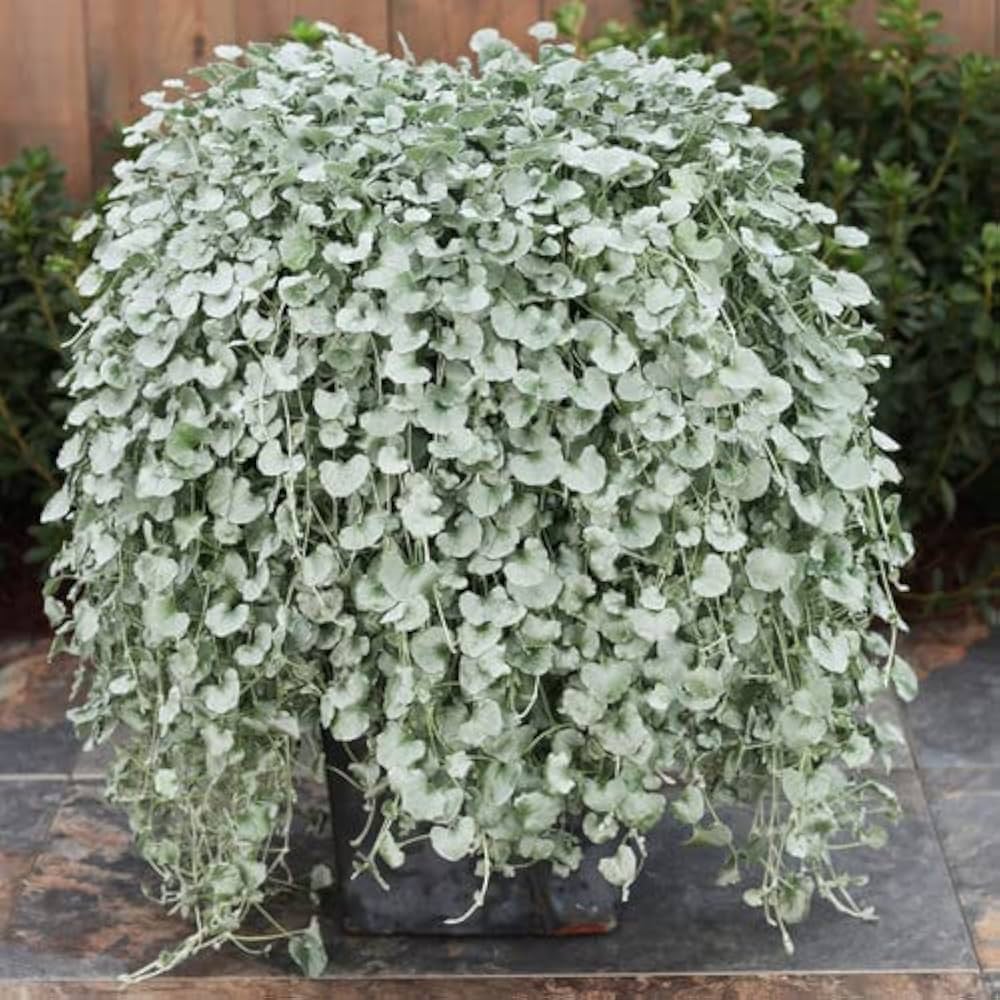 Silver Falls Dichondra Ground Cover Seeds