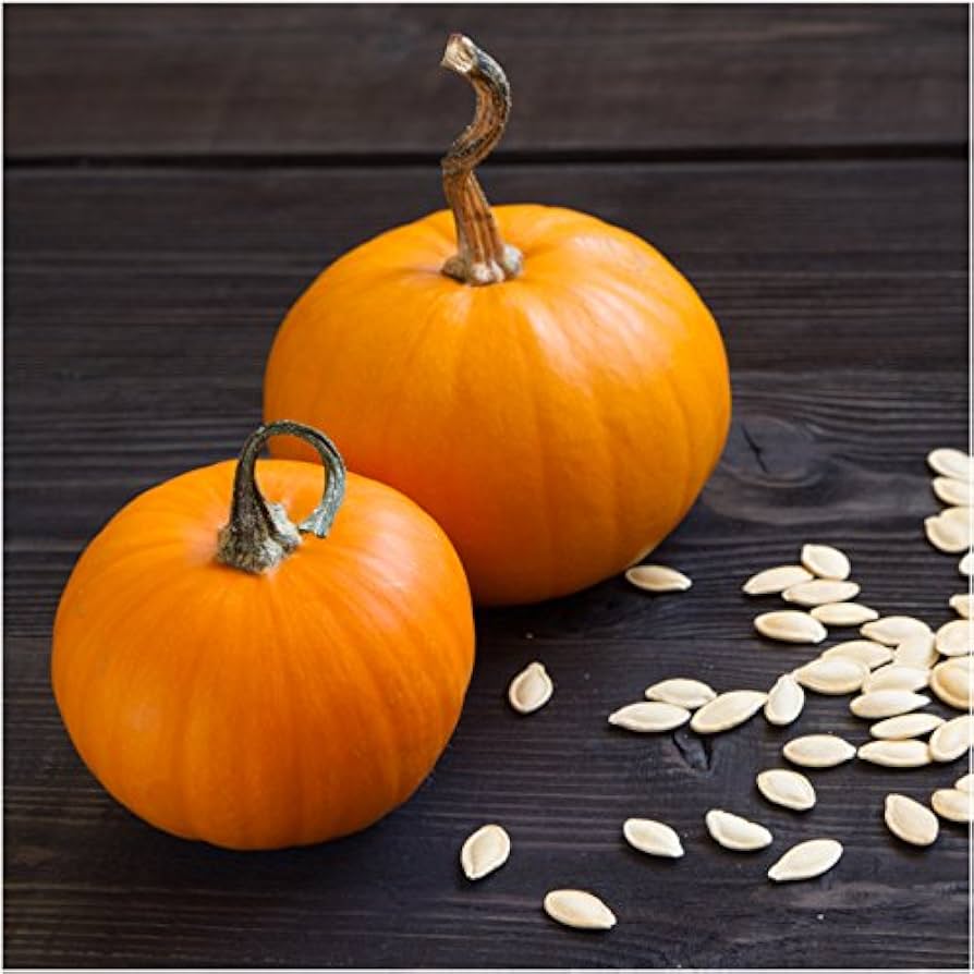 Sugar pumpkin Cucurbita pepo vegetable seeds for planting in kitchen gardens