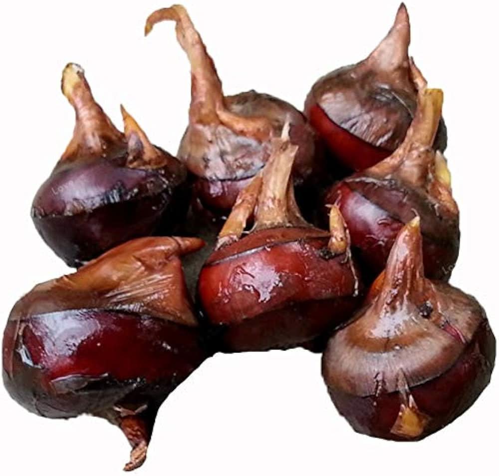Water Chestnut Eleocharis Dulcis vegetable seeds for planting in wetland home garden containers and ponds