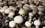 Mushroom Plant Rungia klossii for planting in herb garden