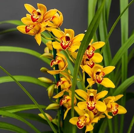 Yellow Cymbidium Flower - Heirloom, Non - Gmo Seeds
