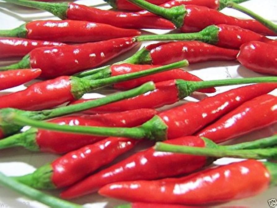 Chi-Chien Shower Chili (Capsicum annuum) seeds for planting in spice garden