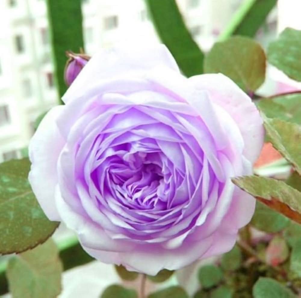 White - Purple for planting in home garden