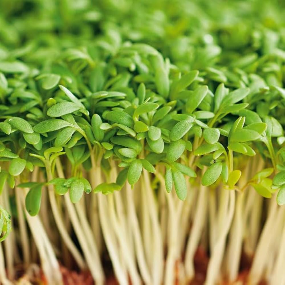 Cress Perennial Flower Seeds for Planting – Organic, Heirloom, Non-GMO Edible Herb Seeds