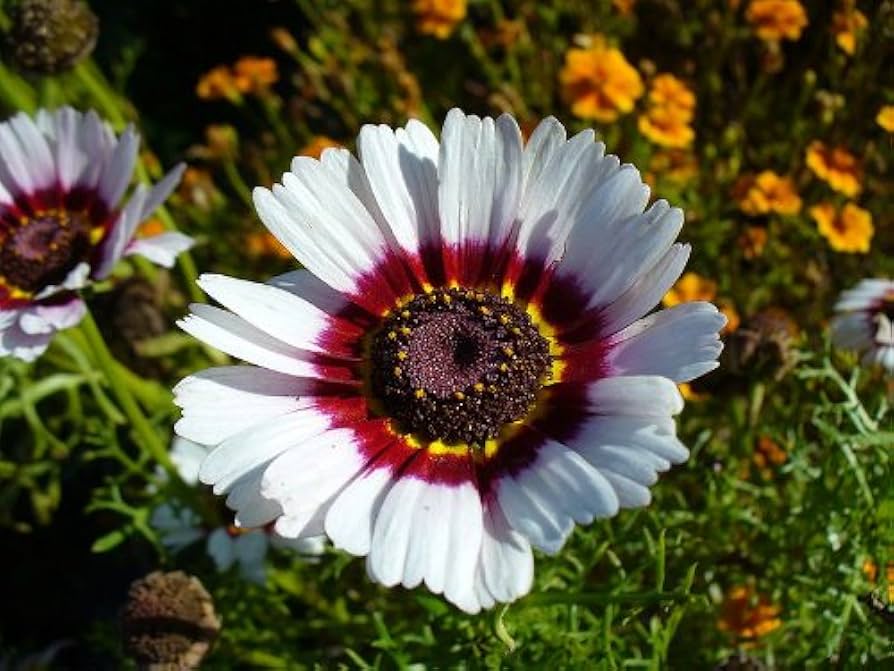Rainbow Daisy Chrysanthemum Mixed Flowering Seeds For Planting