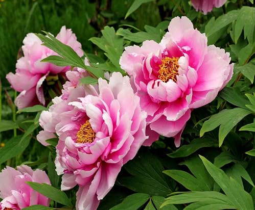 Pink Peony Flower - Heirloom, Non - Gmo Seeds