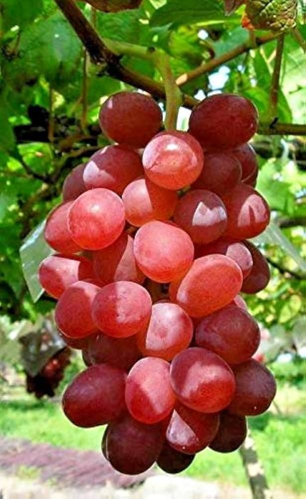 Miniature Grape Vine Bonsai Seeds Vitis vinifera for Planting in Bonsai Pot and Indoor Display