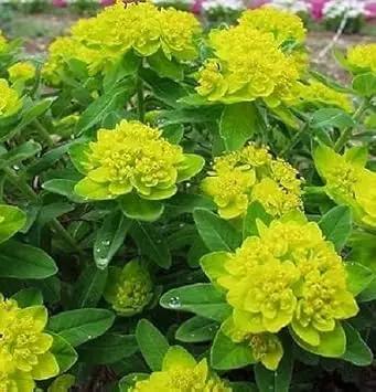 Yellow Euphorbia Polychroma Plant Seeds for Garden - NON GMO Seeds Dhara Seeds