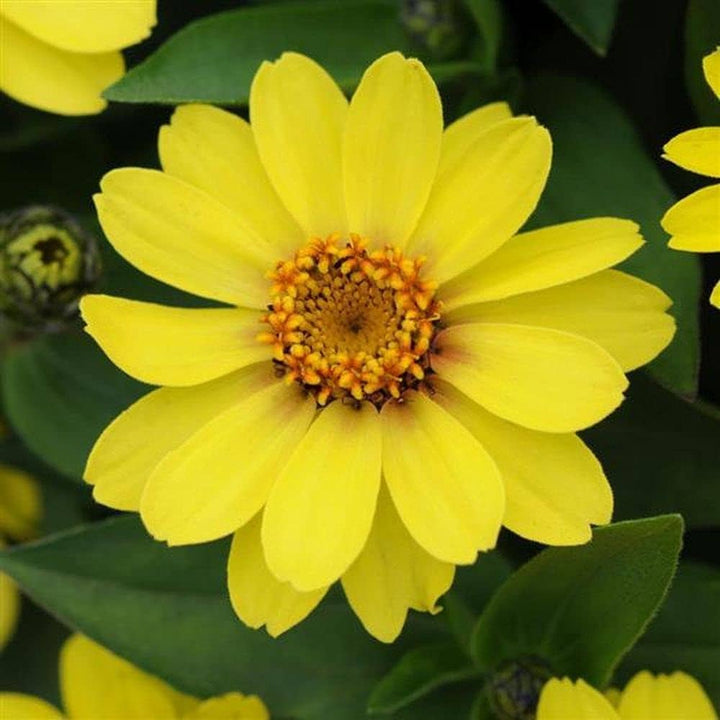 Yellow Profusion Flower Seeds for Planting - 100 pcs