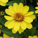 Light Yellow Zinnia Flower Seeds for Planting – Non-GMO, Heirloom Garden Seeds for planting in your garden.