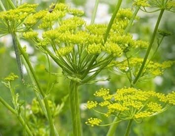 Light Green Lovage Heirloom Non Gmo Image