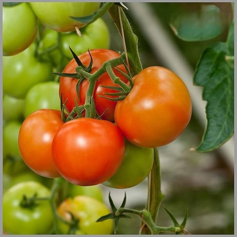 Tomato Seeds Heirloom Non-GMO High Germination Organic Garden Seeds