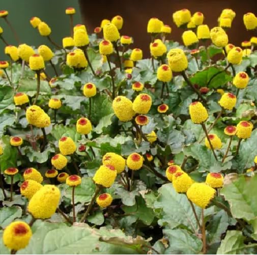 Yellow Red Spilanthes Flower - Heirloom, Non - Gmo Seeds