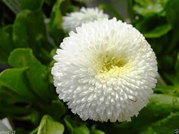 White Bellis Flower Seeds for Planting, 100