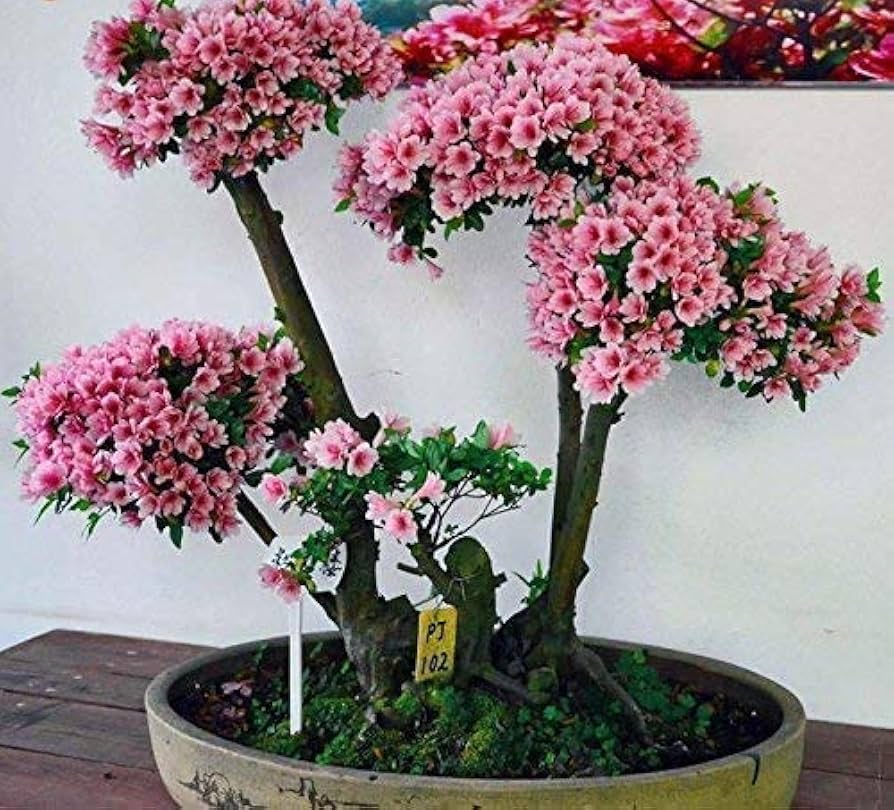Cherry Blossom Prunus Serrulata Japanese Sakura Bonsai Flower Seeds for Planting – Suitable for Small Gardens and Indoor Displays