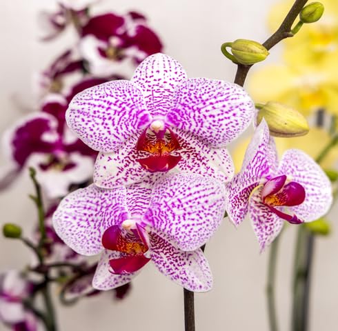 Pink White Orchid Flower - Heirloom, Non - Gmo Seeds