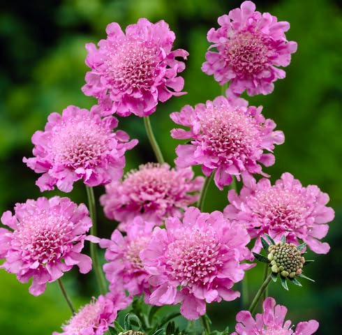 Pink Scabious Flower