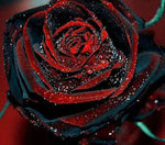 Black rose seeds with red border for bonsai or perennial bush