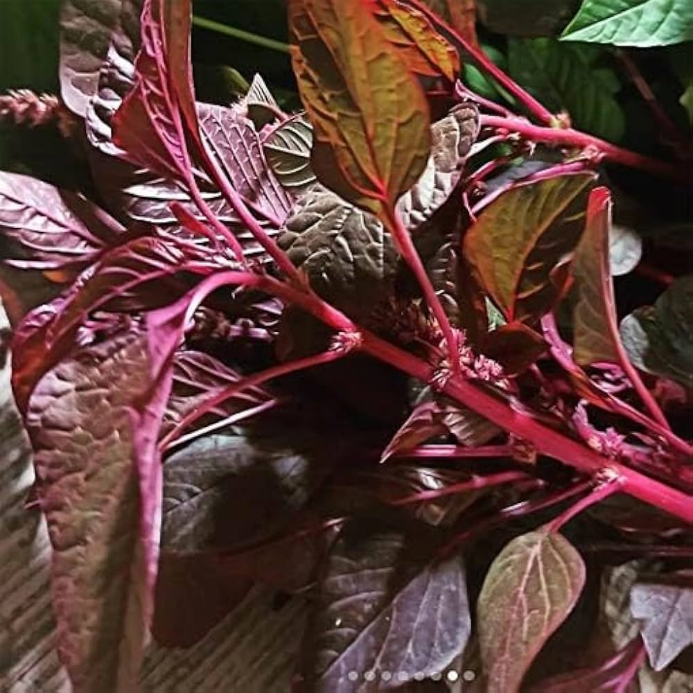 Laal Saag – Heirloom, Non-GMO, High Germination Organic Garden Seeds