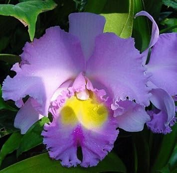 Pink Cattleya Flower Seeds for Planting - 100