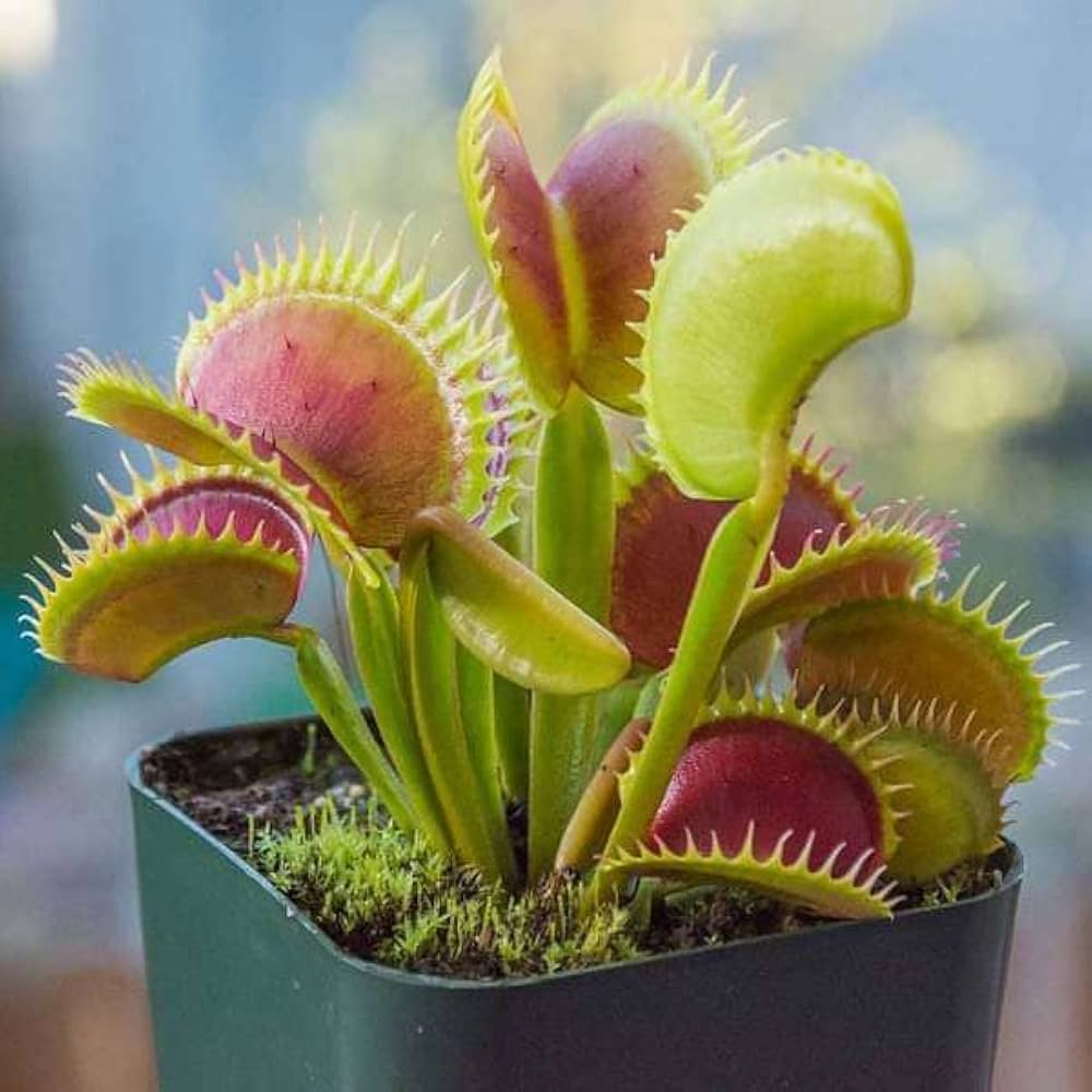 Flytrap Dionaea Muscipula Venus Carnivorous Plant Seeds for Planting – Perfect for Indoor Pots and Natural Insect Control