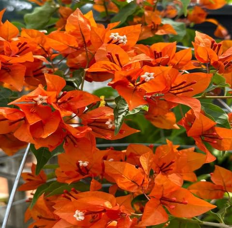 Orange Bougainvillea Flower - Heirloom, Non - Gmo Seeds