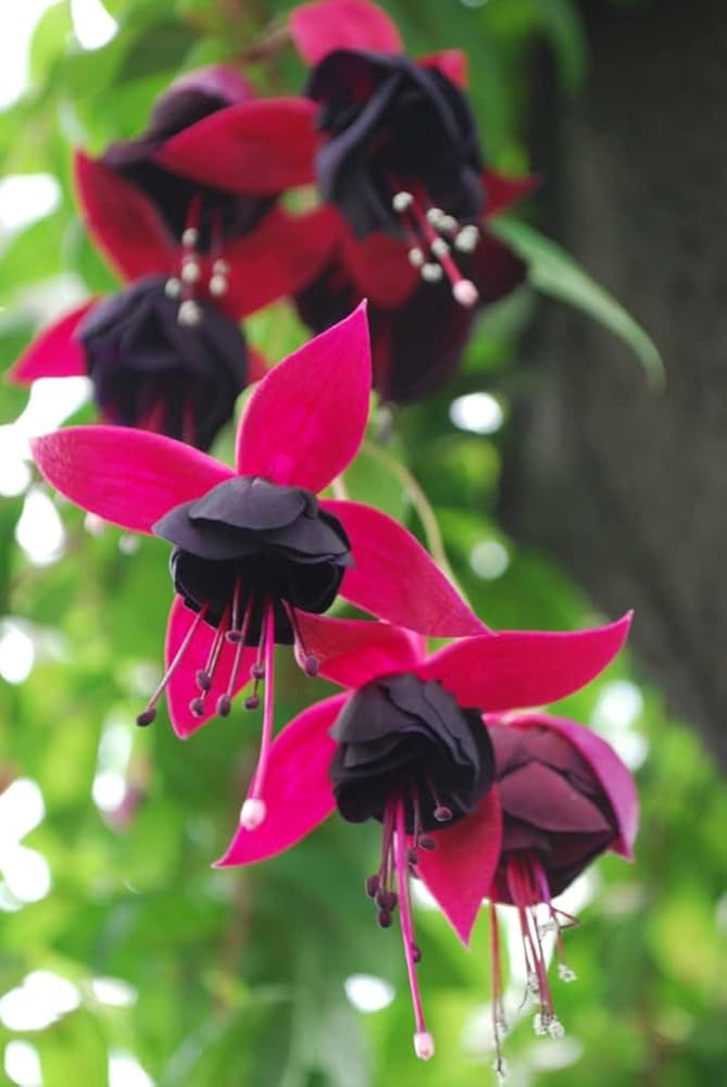 Red Fuchsia Lantern Flower Seeds Fuchsia for Planting in Garden & Flower Bed