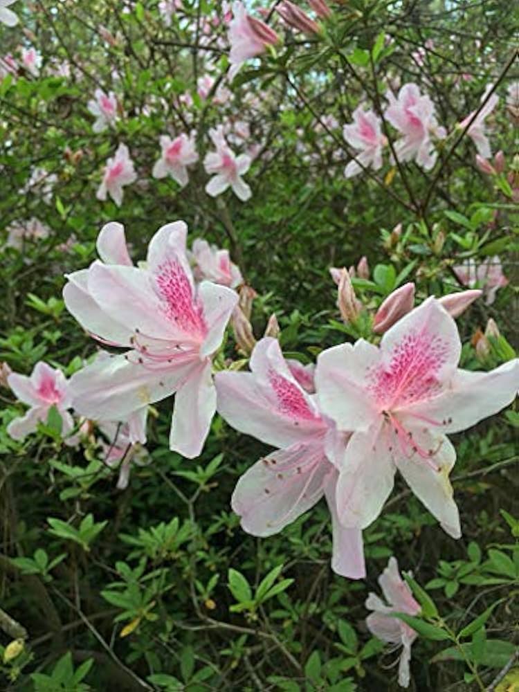 Light pink Rhododendron seeds (Rhododendron spp.) for planting in home garden