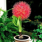 Lilienblumensamen lily flower seeds